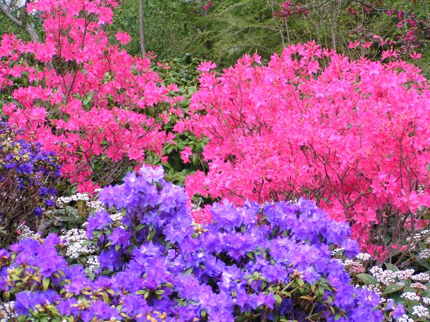 Rhododendron Garden Landscaping Design