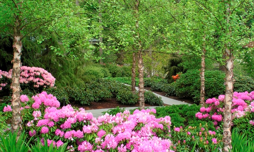 Rhododendron Garden Landscaping Design