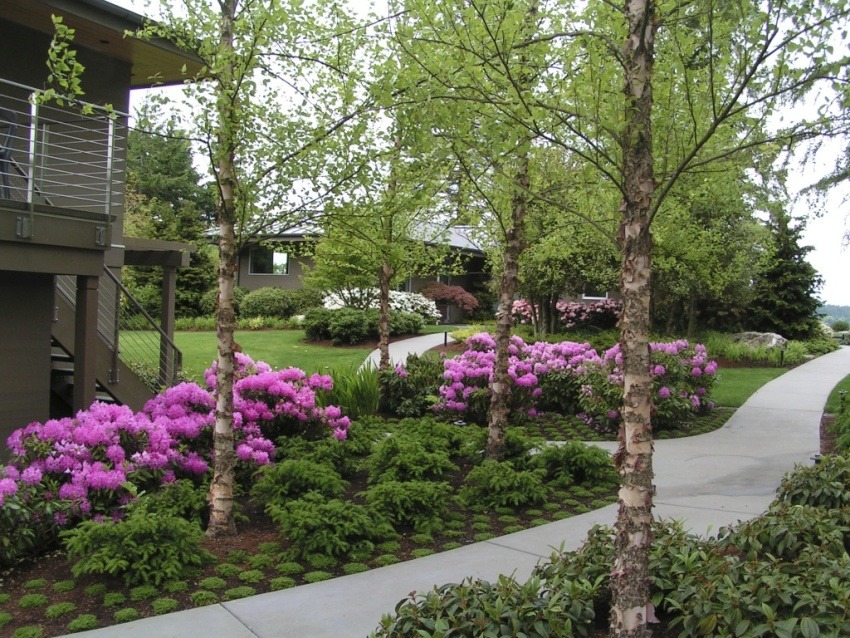 Rhododendron Garden Landscaping Design