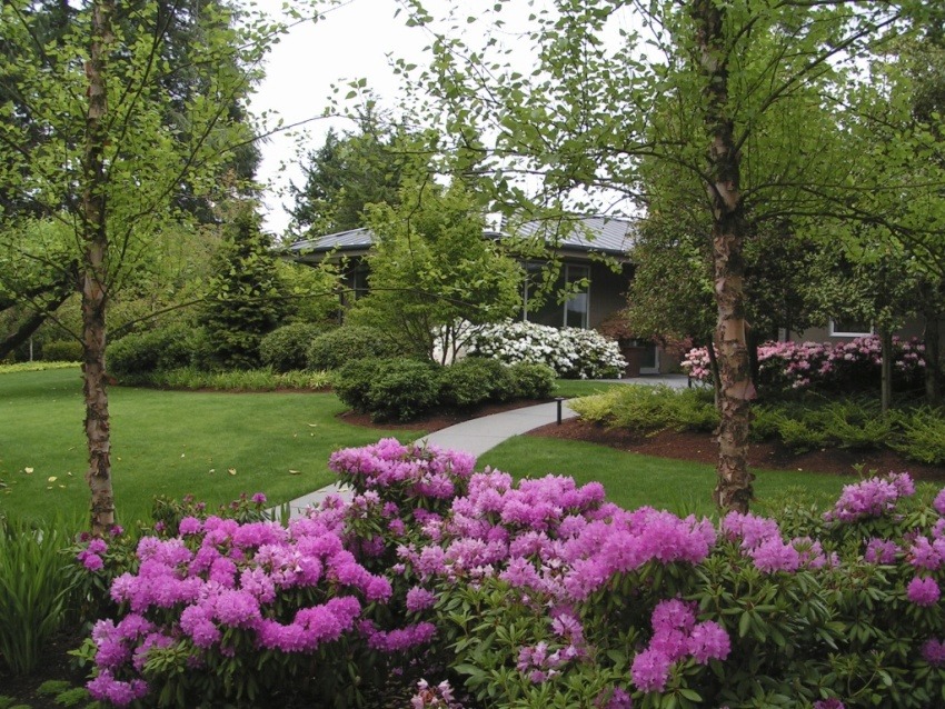 Rhododendron Garden Landscaping Design