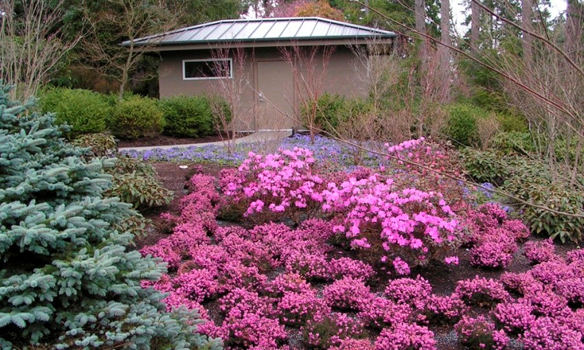 Landscape Planting Project in Gig Harbor, WA