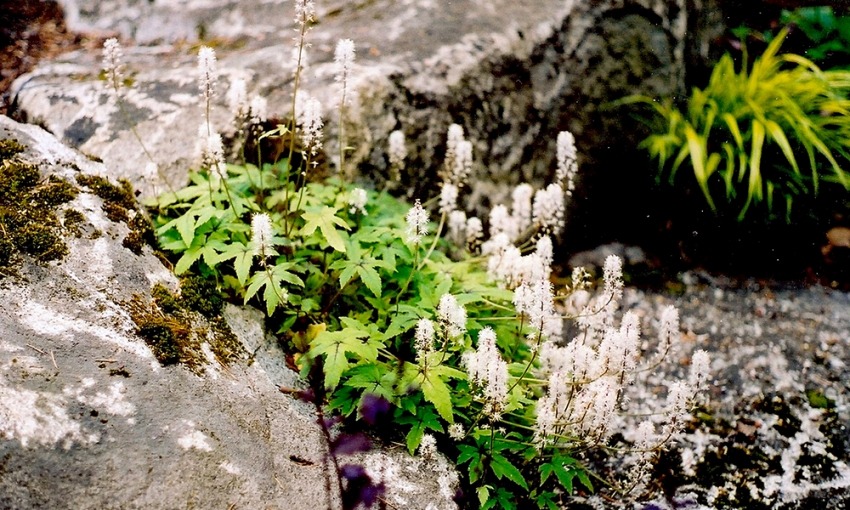 Boulders In Landscaping